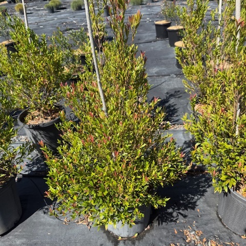 Acmena smithii Minor Red Tip form — dense compact Lilly Pilly with red-tipped new growth, 300mm pot, Cape Nursery Byron Bay NSW