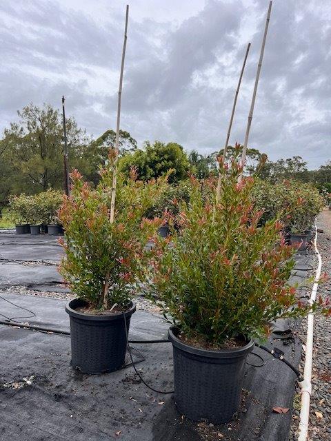 Acmena smithii Minor — screening and hedging plant — Cape Nursery Byron Bay NSW