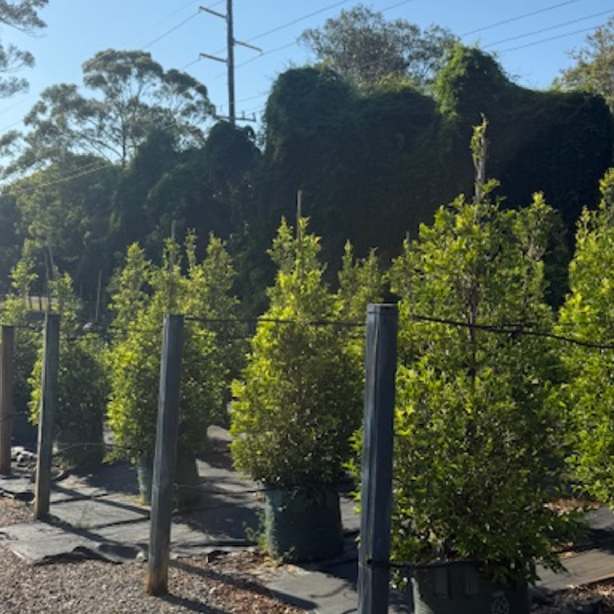 Acmena smithii Sublime PBR — psyllid-resistant Lilly Pilly hedge, Cape Nursery Byron Bay NSW — 100L · 2–2.4m