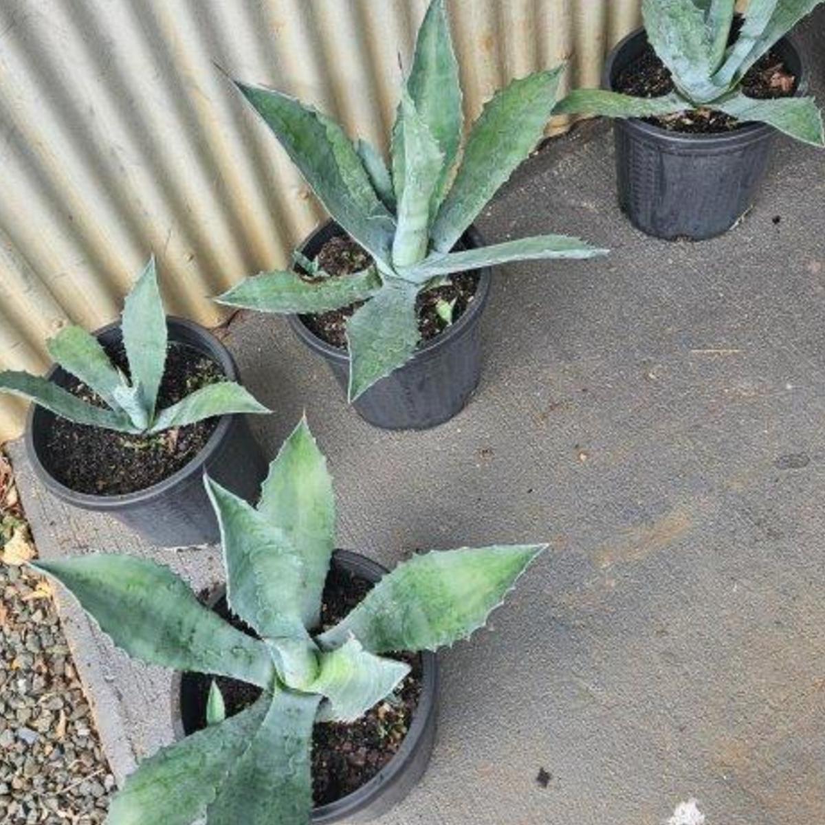 Agave salmiana