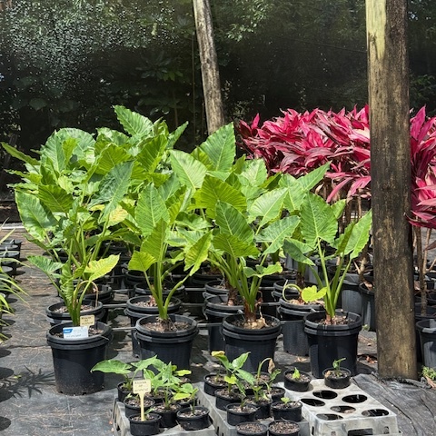 Alocasia brisbanensis Cunjevoi — large tropical rainforest plant with glossy paddle leaves, Cape Nursery Byron Bay NSW