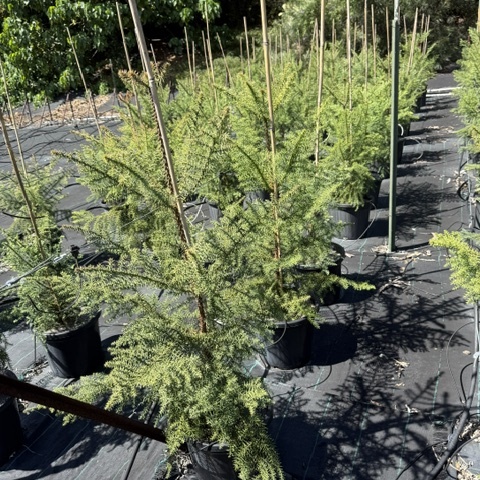 Araucaria cunninghamii Hoop Pine — tall Australian native conifer, 300mm pot, Cape Nursery Byron Bay NSW