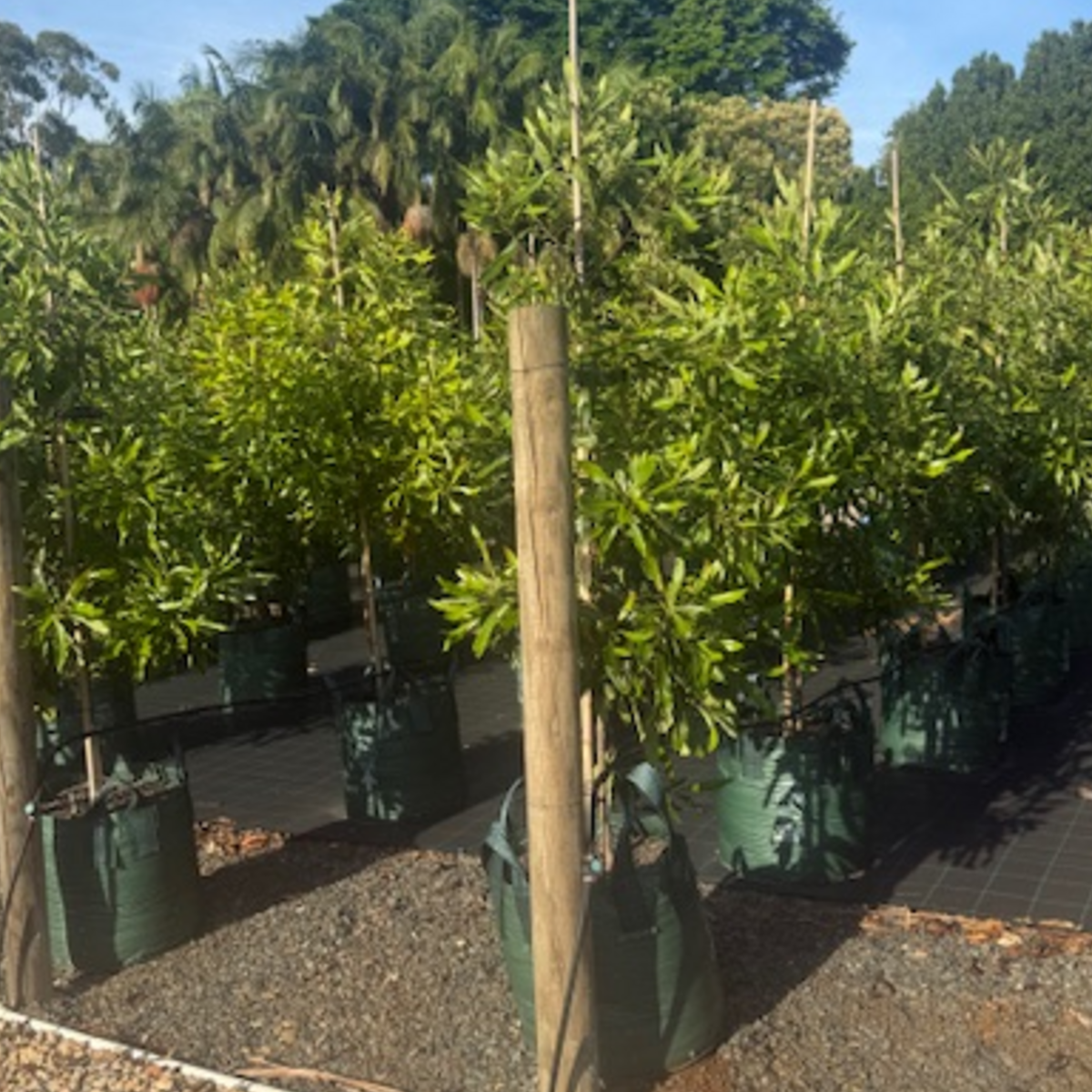 Buckinghamia celsissima Ivory Curl Tree — rainforest tree with cream flower clusters, 100L specimen, Cape Nursery Byron Bay NSW