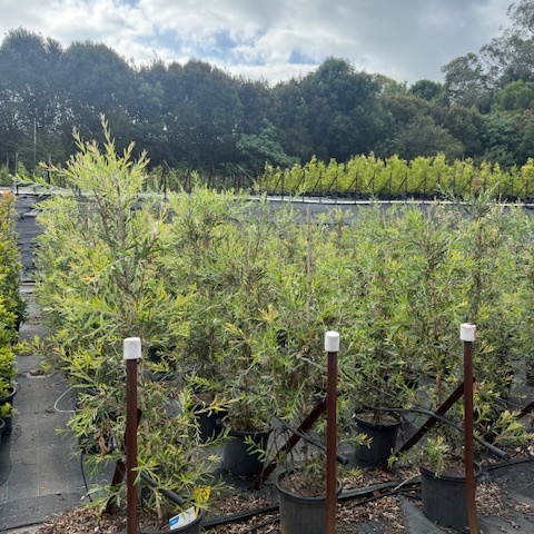 Callistemon Kings Park Special — bottlebrush with red flower spikes, 300mm pot, Cape Nursery Byron Bay NSW