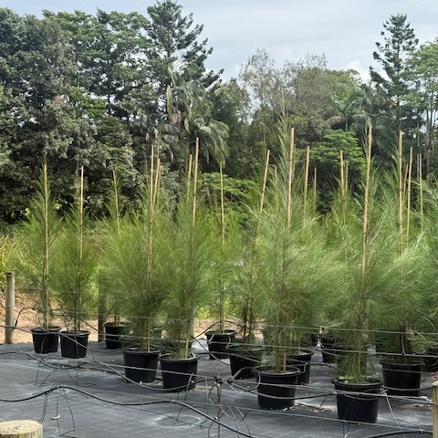 Casuarina cunninghamiana River She-oak — fast-growing native for screening, 400mm pot, Cape Nursery Byron Bay NSW