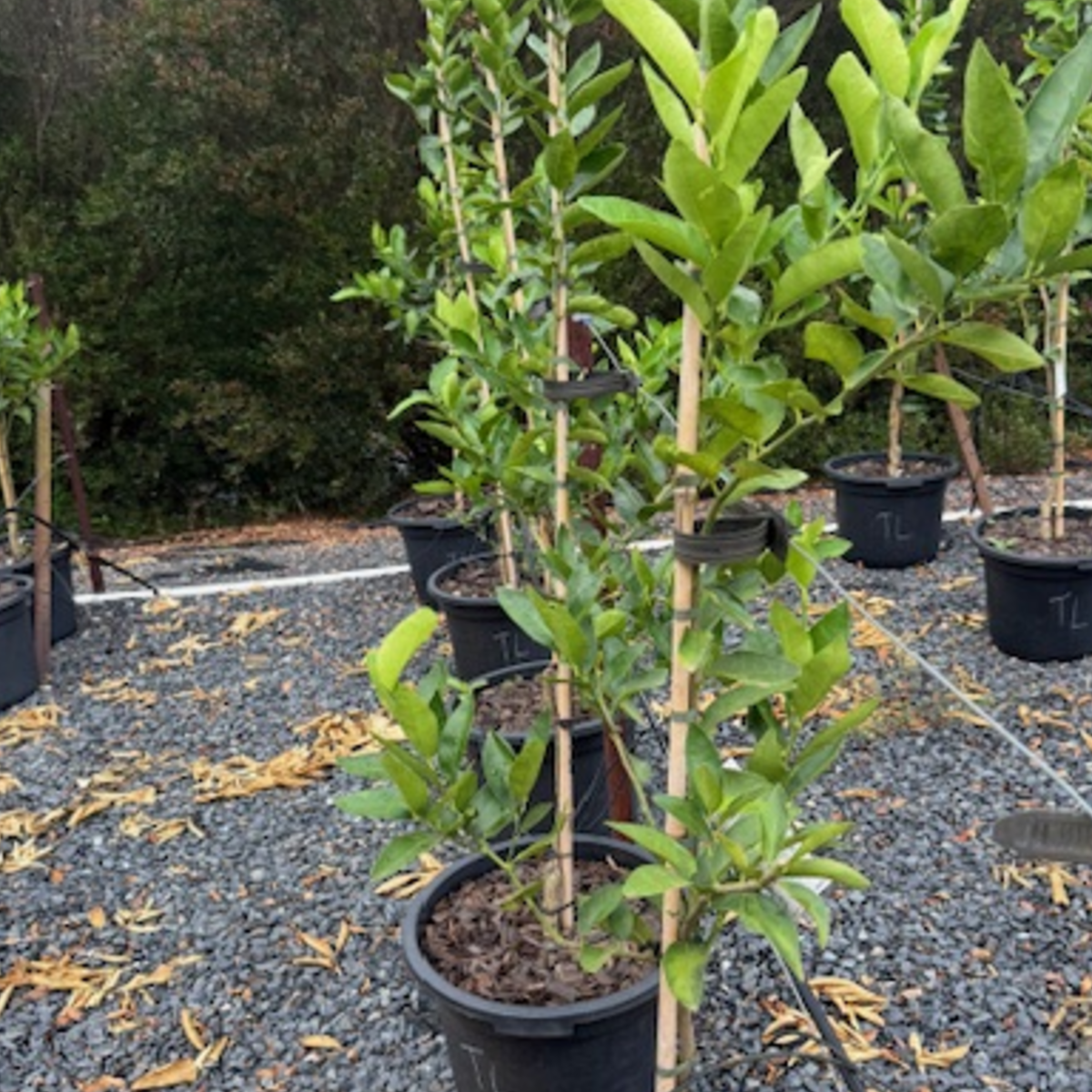 Citrus latifolia Tahitian Lime — productive lime tree, 430mm pot 1.6m height, Cape Nursery Byron Bay NSW