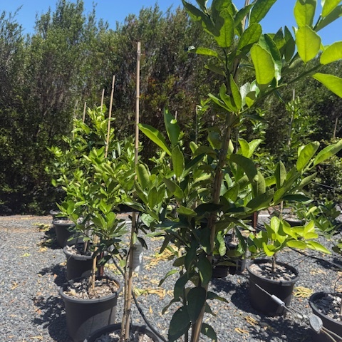 Citrus limon Lisbon Lemon — fruiting lemon tree, 430mm pot 1.7m height, Cape Nursery Byron Bay NSW