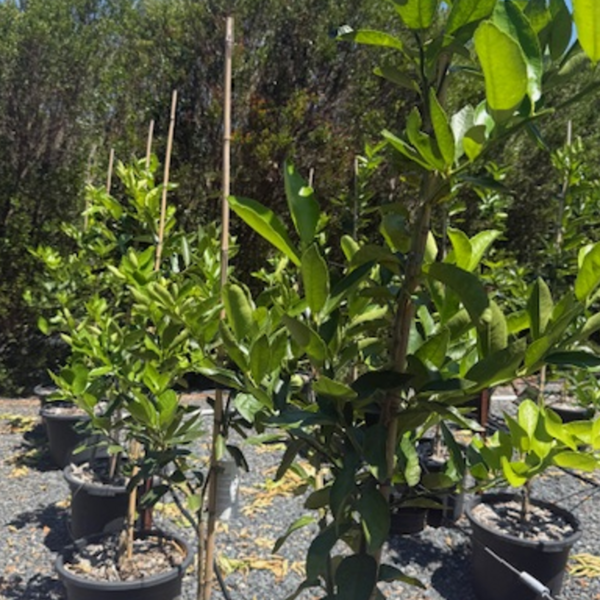 Citrus limon Lisbon Lemon — fruiting lemon tree, 430mm pot 1.7m height, Cape Nursery Byron Bay NSW