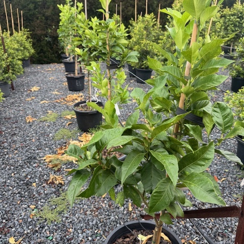 Citrus limon Eureka Lemon — productive lemon tree, 430mm pot 1.5m height, Cape Nursery Byron Bay NSW
