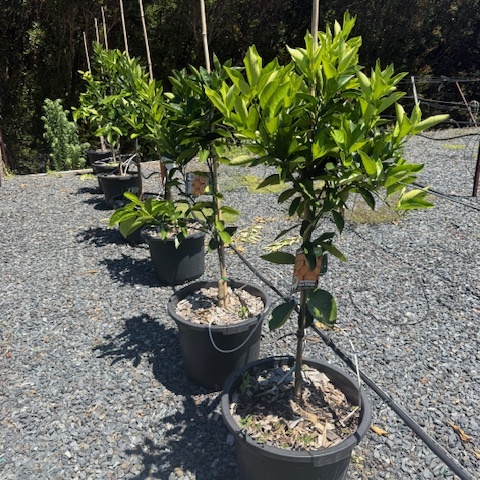 Citrus sinensis Washington Navel Orange — fruiting orange tree, 430mm pot 1.5m height, Cape Nursery Byron Bay NSW
