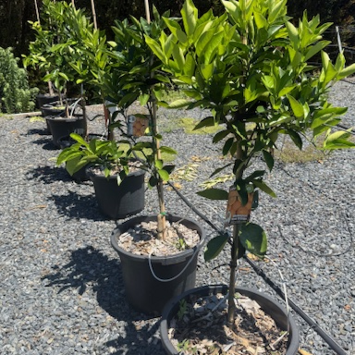 Citrus sinensis Washington Navel Orange — fruiting orange tree, 430mm pot 1.5m height, Cape Nursery Byron Bay NSW