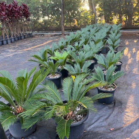 Cycas revoluta Sago Palm — architectural cycad with bold symmetrical fronds, Cape Nursery Byron Bay NSW