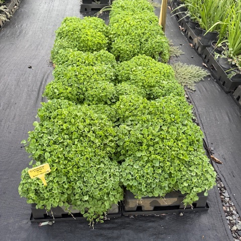 Dichondra repens — low-growing native groundcover, 140mm pot, Cape Nursery Byron Bay NSW