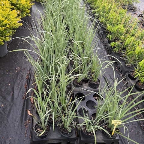 Dietes bicolor — clumping iris-like perennial with yellow flowers, 140mm pot, Cape Nursery Byron Bay NSW