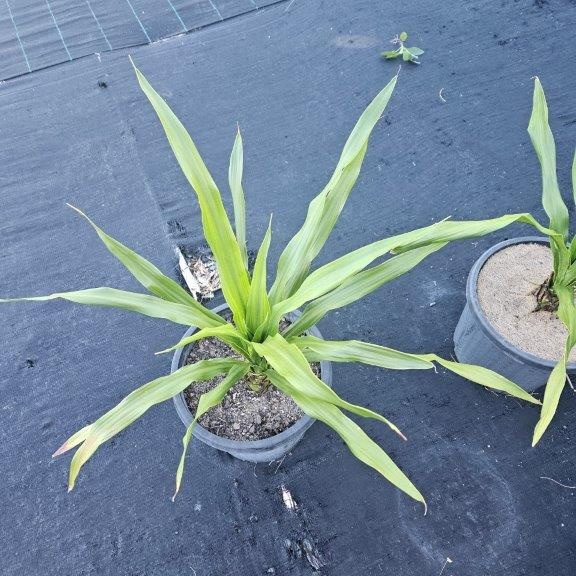 Doryanthes excelsa Gymea Lily — bold Australian native with towering red flower spike, Cape Nursery Byron Bay NSW