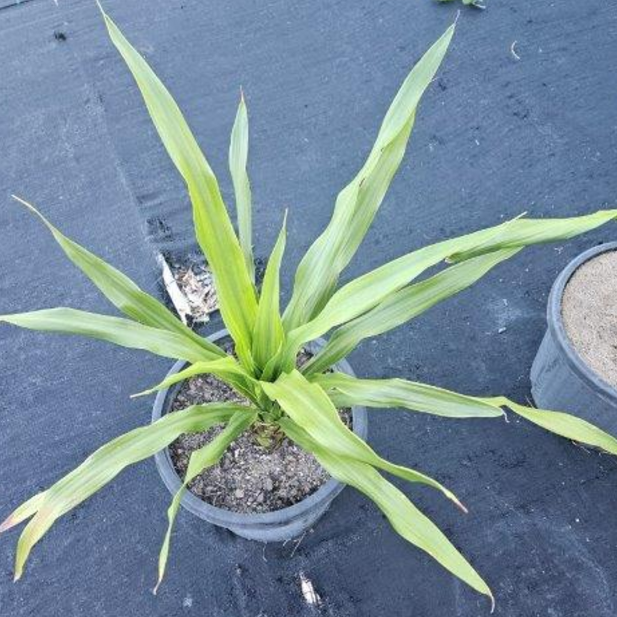 Doryanthes excelsa Gymea Lily — bold Australian native with towering red flower spike, Cape Nursery Byron Bay NSW