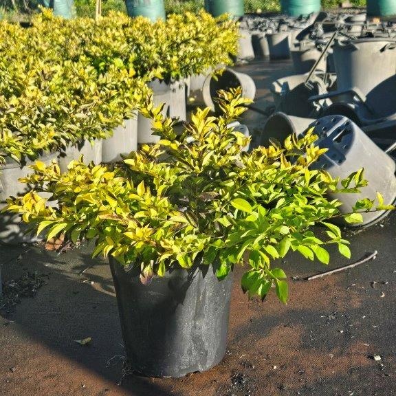 Duranta erecta Sheena's Gold — bright gold-foliaged shrub for hedging, Cape Nursery Byron Bay NSW