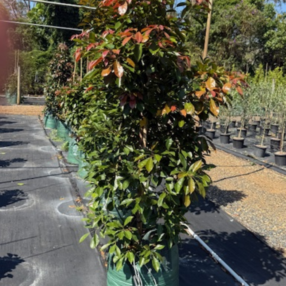 Elaeocarpus eumundi Eumundi Quandong — rare Australian rainforest tree, 100L advanced specimen, Cape Nursery Byron Bay NSW
