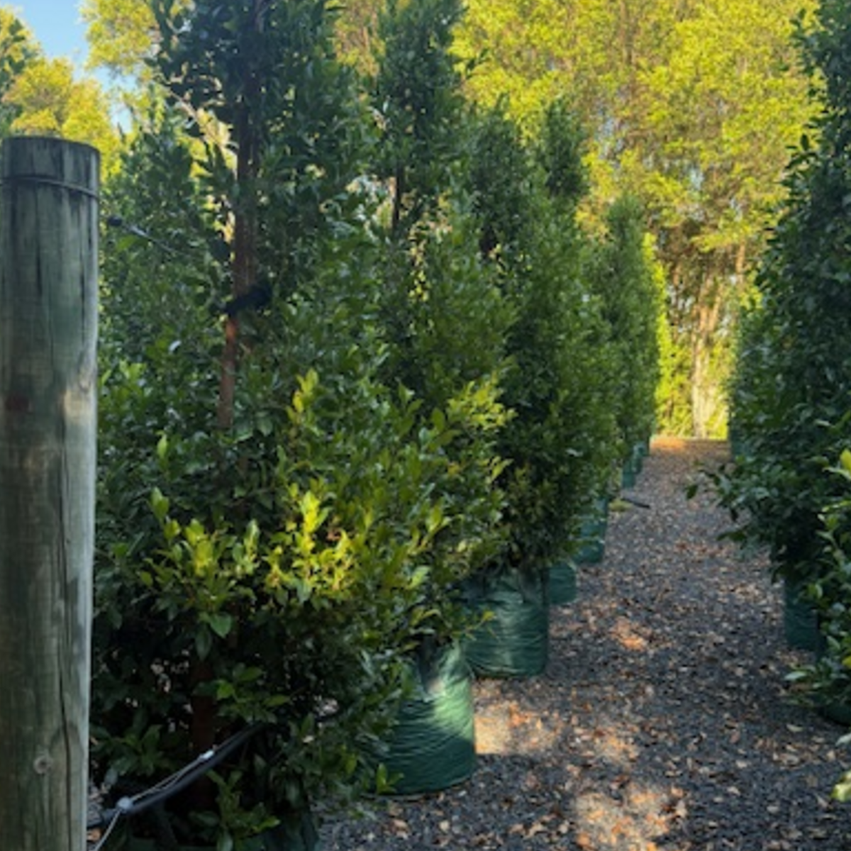 Ficus microcarpa Flash — dense screening fig with compact glossy foliage, Cape Nursery Byron Bay NSW — 100L · 2.4–2.6m