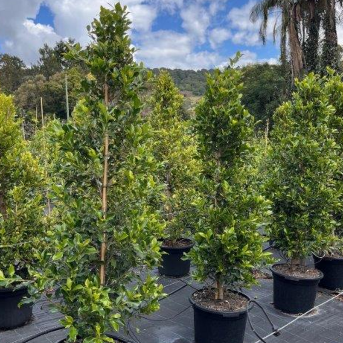 Ficus microcarpa Flash — dense screening fig with compact glossy foliage, Cape Nursery Byron Bay NSW — 430mm · 1.8m