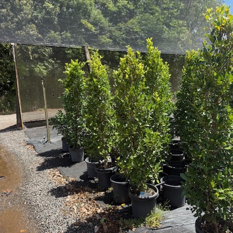 Ficus microcarpa Flash Fig — glossy high-performance screening plant, Cape Nursery Byron Bay NSW