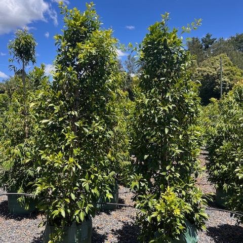 Ficus microcarpa hillii Hills Fig — fast-growing screening fig, Cape Nursery Byron Bay NSW