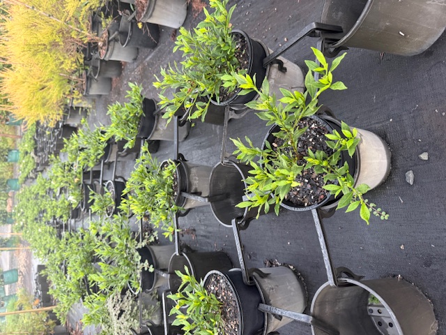 Gardenia augusta Radicans — flowering ornamental — Cape Nursery Byron Bay NSW