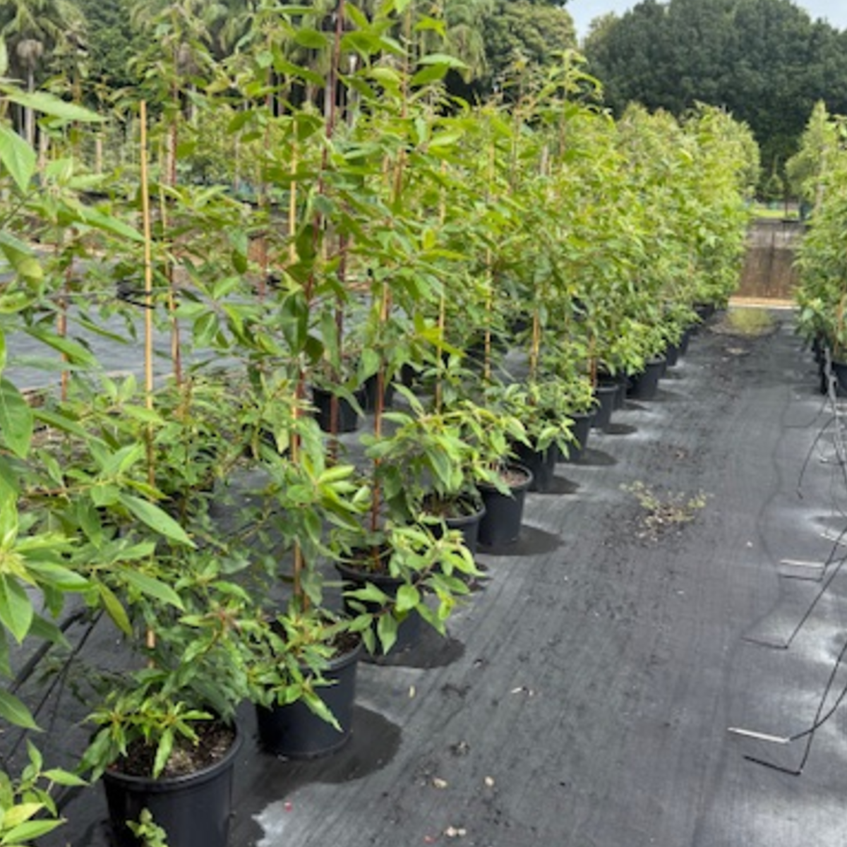 Lophostemon confertus Brushbox — Australian street tree with dense canopy, 300mm pot, Cape Nursery Byron Bay NSW
