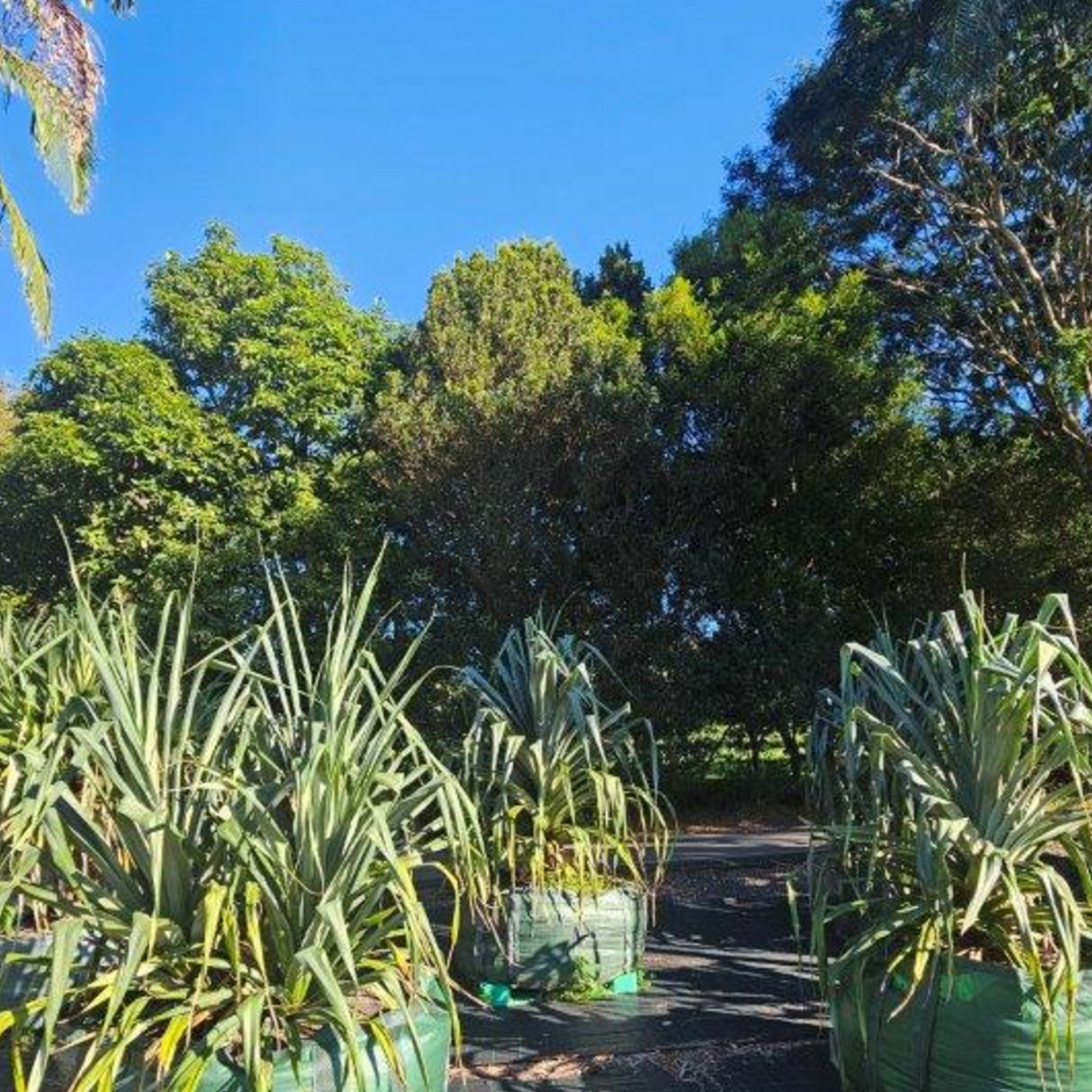 Pandanus pedunculatus — large coastal landmark Pandanus, 1000L specimen 2m+ height, Cape Nursery Byron Bay NSW