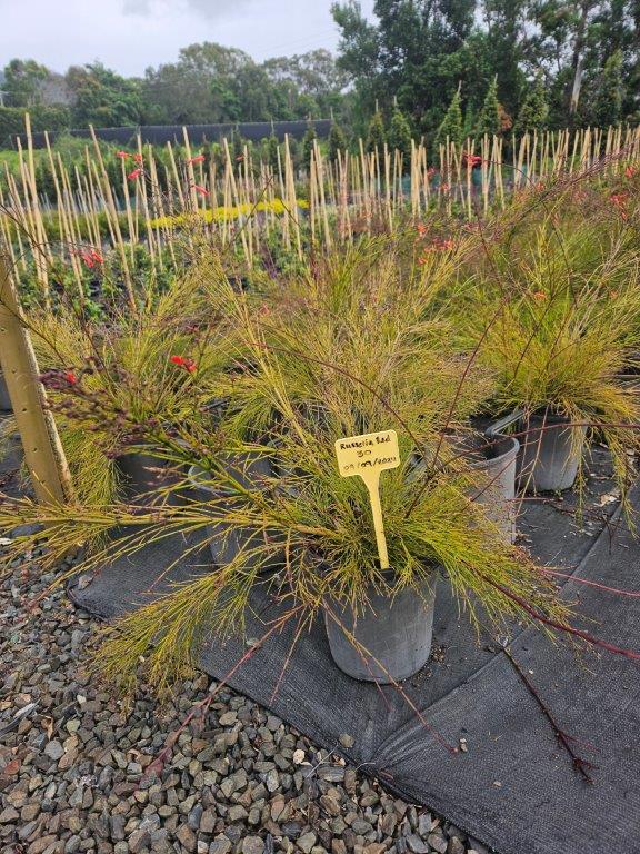 Russelia equisitiformis (juncea) — architectural structural plant — Cape Nursery Byron Bay NSW