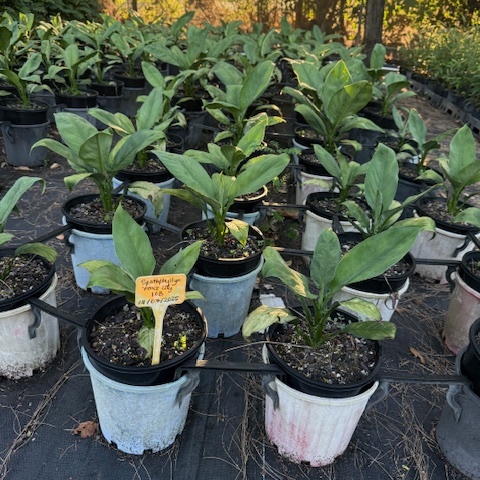 Spathiphyllum floribundum Peace Lily — shade-tolerant plant with white spathes, 200mm pot, Cape Nursery Byron Bay NSW