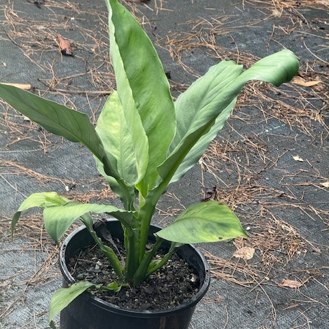 Strelitzia reginae Bird of Paradise — bold tropical perennial with orange and blue flowers, 200mm pot, Cape Nursery Byron Bay NSW
