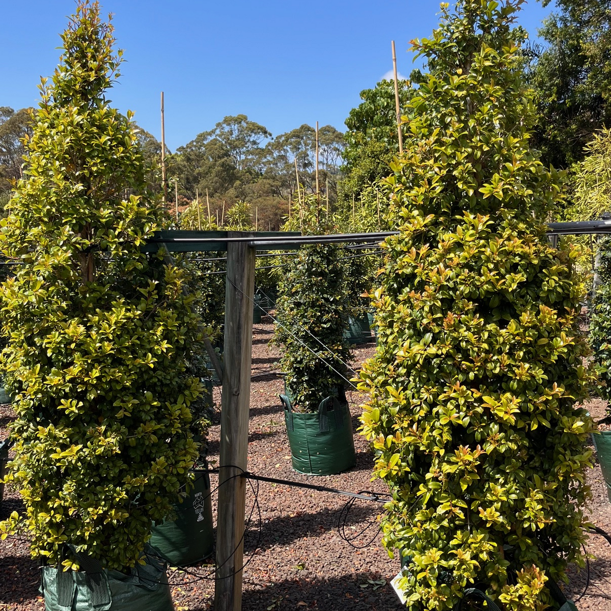 Syzygium australe Pinnacle PBR — columnar psyllid-resistant Lilly Pilly for tight screening, Cape Nursery Byron Bay NSW — 100L · 2.4–2.6m