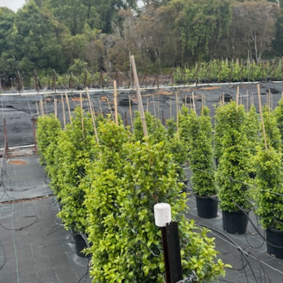 Syzygium australe Pinnacle PBR — columnar psyllid-resistant Lilly Pilly for tight screening, Cape Nursery Byron Bay NSW — 300mm · 1.4–1.5m