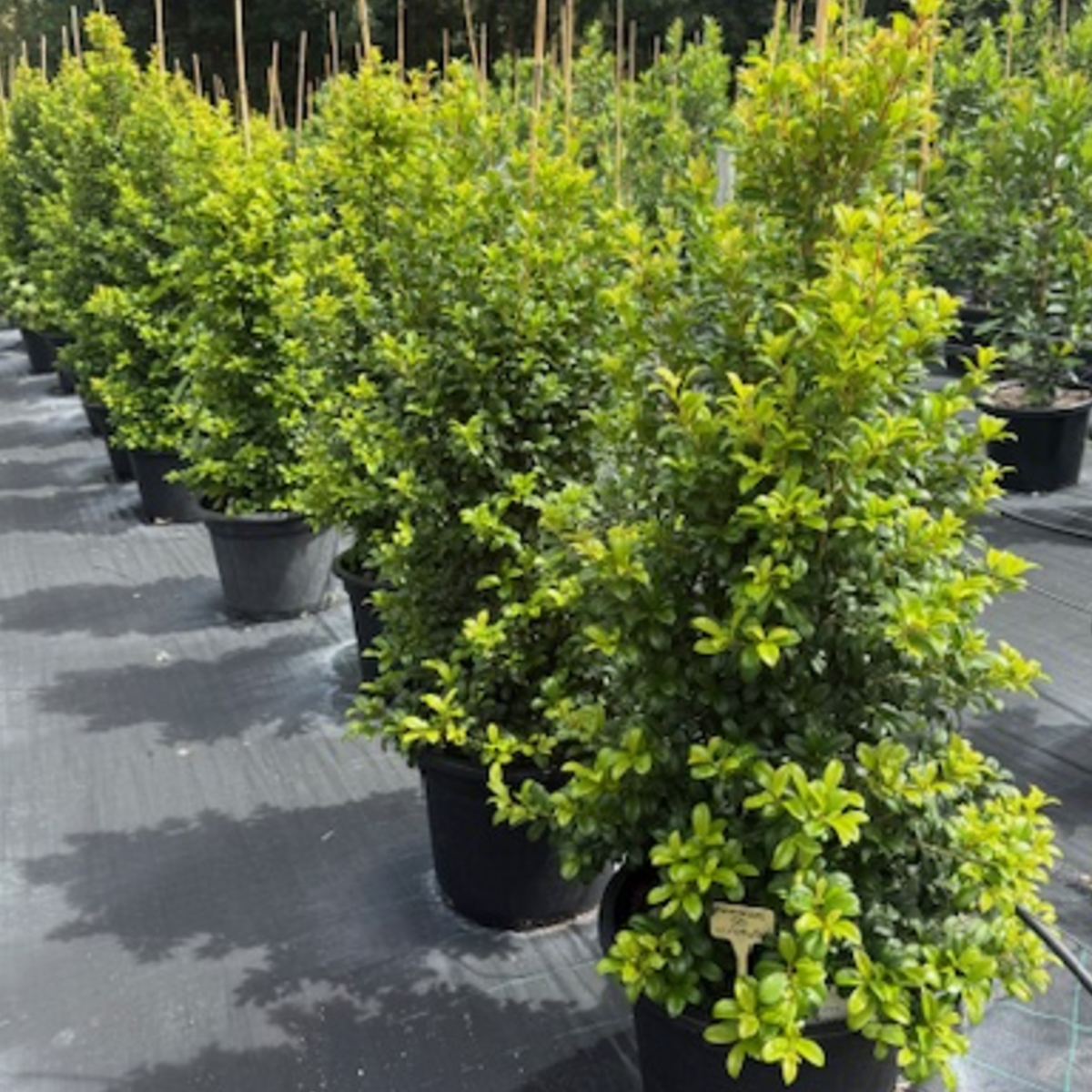 Syzygium australe Pinnacle PBR — columnar psyllid-resistant Lilly Pilly for tight screening, Cape Nursery Byron Bay NSW — 430mm · 1.8m
