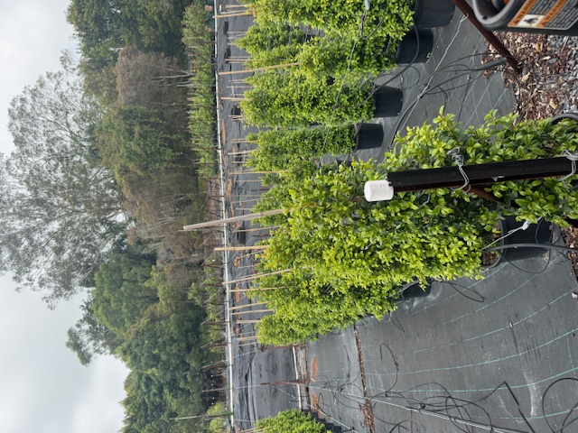 Syzygium australe PINNACLE ™ — OZbreed variety — Cape Nursery Byron Bay NSW