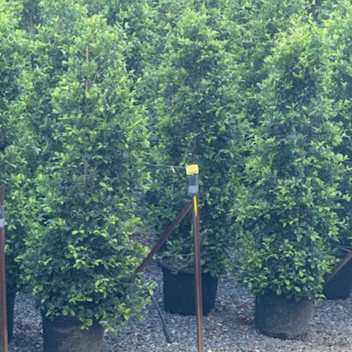 Syzygium australe Resilience — vigorous Lilly Pilly for large-scale screening, Cape Nursery Byron Bay NSW — 430mm · 1.5–2m Landscape special