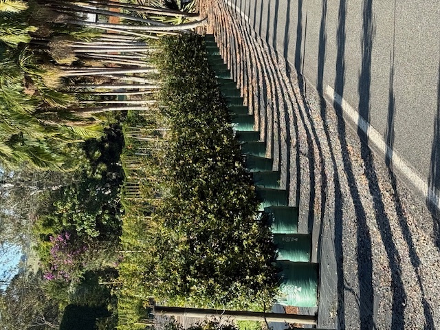 Syzygium australe Resilience — screening and hedging plant — Cape Nursery Byron Bay NSW