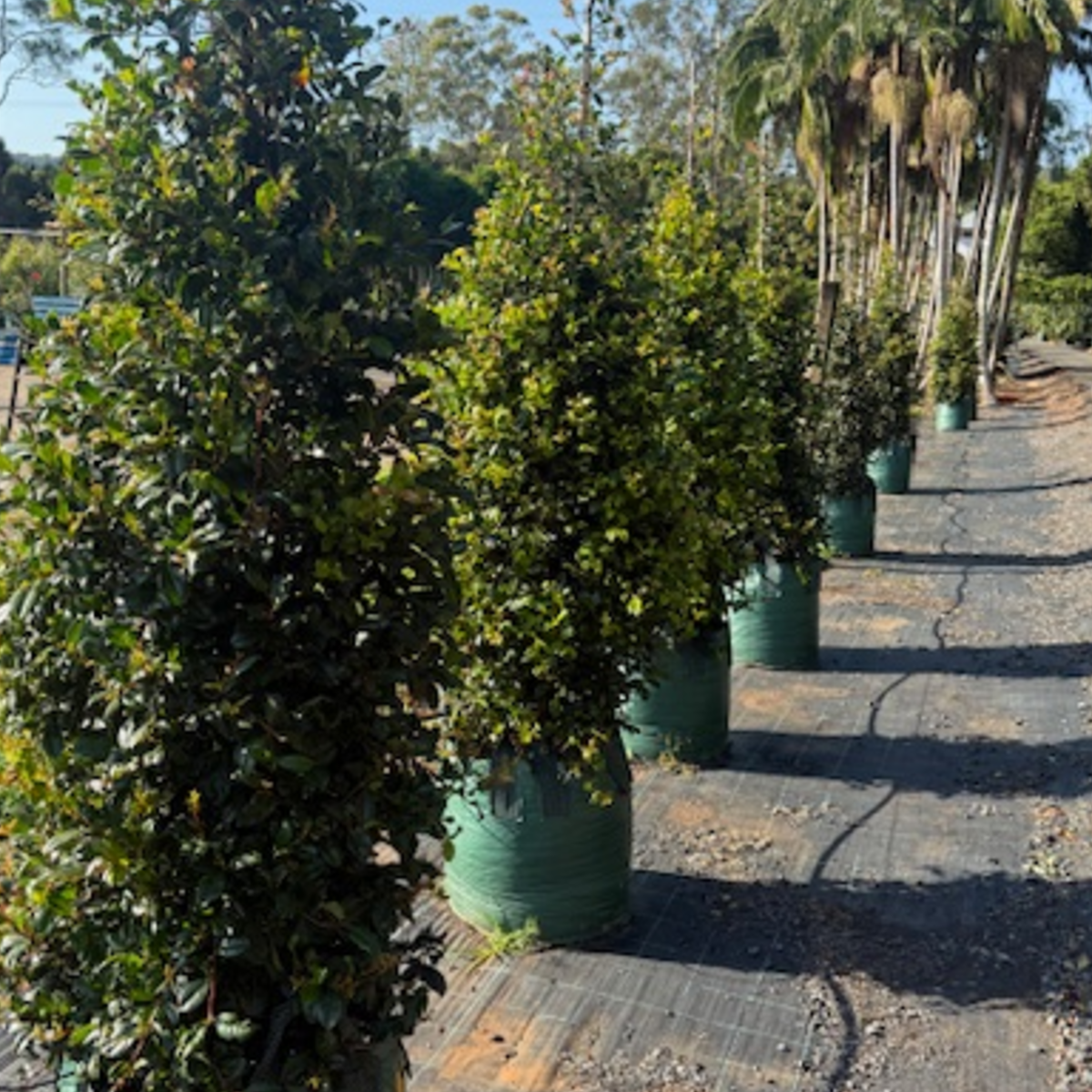 Syzygium australe Select — reliable Lilly Pilly hedge and screen plant, Cape Nursery Byron Bay NSW — 100L · 2.4m