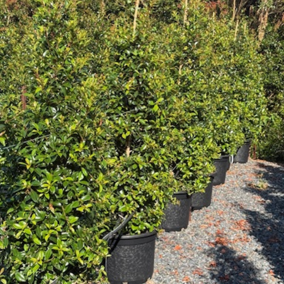 Syzygium australe Select — reliable Lilly Pilly hedge and screen plant, Cape Nursery Byron Bay NSW — 430mm · 1.5m Landscape special