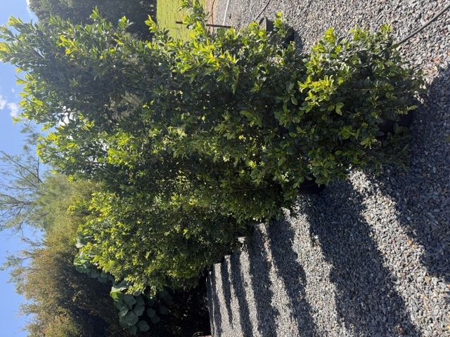 Syzygium australe Select — screening and hedging plant — Cape Nursery Byron Bay NSW