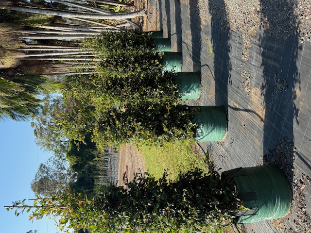 Syzygium australe ™ — Straight and Narrow — OZbreed variety — Cape Nursery Byron Bay NSW