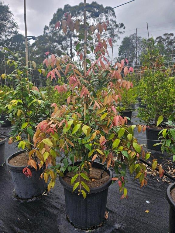 Syzygium Cascade — screening and hedging plant — Cape Nursery Byron Bay NSW