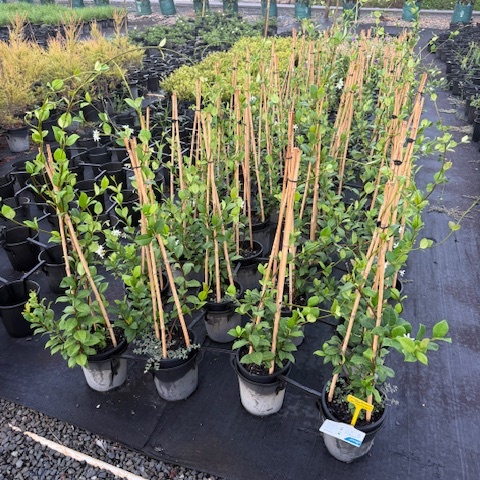 Trachelospermum jasminoides Tricolour — variegated star jasmine with pink cream and green foliage, 200mm pot, Cape Nursery Byron Bay NSW