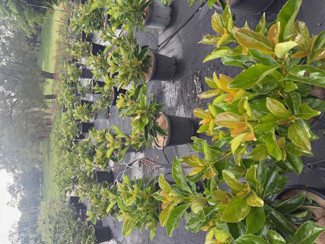 Viburnum odoratissimum — screening and hedging plant — Cape Nursery Byron Bay NSW