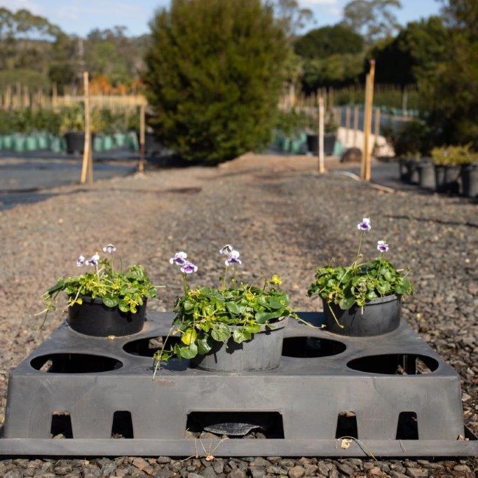 Viola hederacea Native Violet — low groundcover with small purple-white flowers, 140mm pot, Cape Nursery Byron Bay NSW