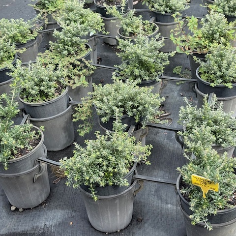 Westringia Bulli Coastal Creeper — low-spreading coastal groundcover, 200mm pot, Cape Nursery Byron Bay NSW