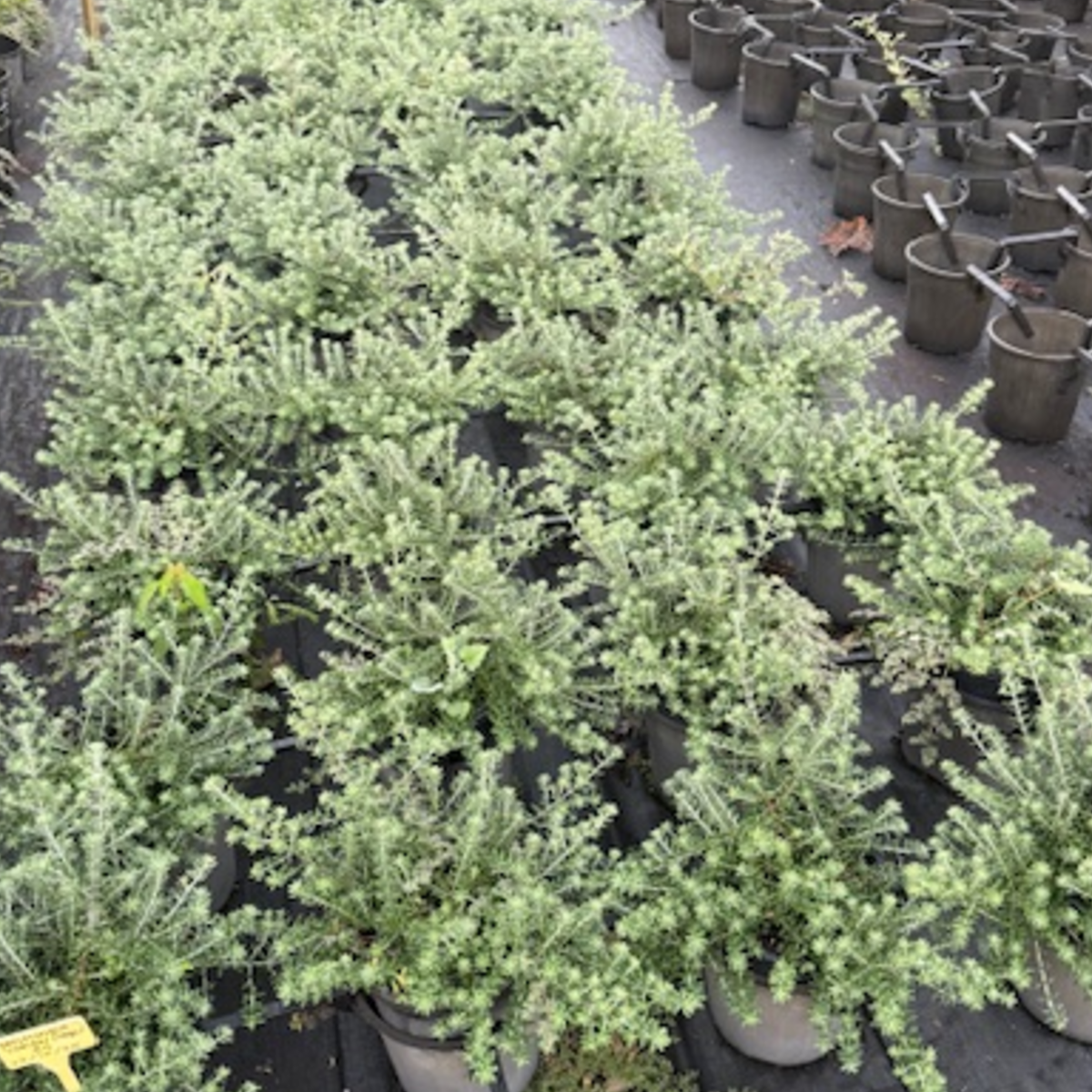 Westringia Bulli Coastal Creeper — low-spreading coastal groundcover, 200mm pot, Cape Nursery Byron Bay NSW