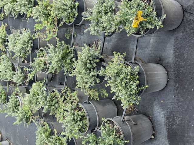 Westringia Wynyabbie Gem — coastal-hardy native plant — Cape Nursery Byron Bay NSW